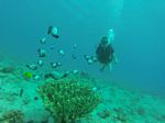 Hawaii Scuba divng 75