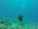 Hawaii Scuba divng 82