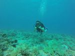 Hawaii Scuba divng 83