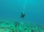 Hawaii Scuba divng 85