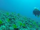 Hawaii Scuba divng 29