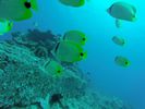 Hawaii Scuba divng 30