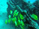 Hawaii Scuba divng 32