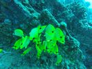 Hawaii Scuba divng 33