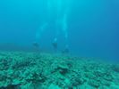 Hawaii Scuba divng 39