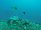 Hawaii Scuba divng 36