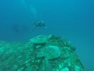 Hawaii Scuba divng 39