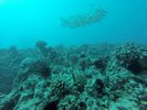 Hawaii Scuba divng 57