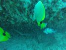 Hawaii Scuba divng 57