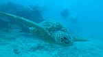 Hawaii Scuba divng 22