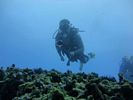 Hawaii Scuba divng 10