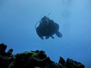 Hawaii Scuba divng 11