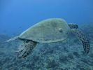 Hawaii Scuba divng 21