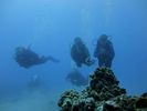 Hawaii Scuba divng 40