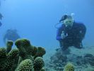 Hawaii Scuba divng 43