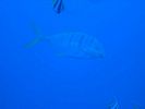 Hawaii Scuba divng 54