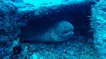 Hawaii Scuba divng 07