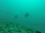 Hawaii Scuba divng 37
