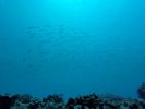 Hawaii Scuba divng 57