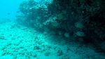 Hawaii Scuba divng 21