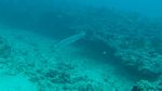 Hawaii Scuba divng 34