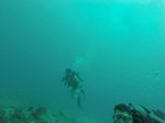 Hawaii Scuba divng 57