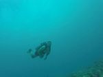 Hawaii Scuba divng 67