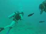 Hawaii Scuba divng 69