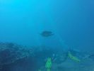 Hawaii Scuba divng 44