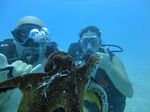 Hawaii Scuba divng 39