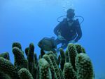 Hawaii Scuba divng 15