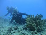 Hawaii Scuba divng 16