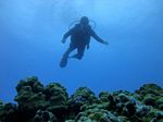 Hawaii Scuba divng 22