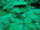 Hawaii Scuba divng 42