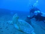 Hawaii Scuba divng 19