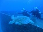 Hawaii Scuba divng 20