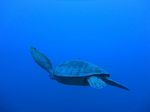 Hawaii Scuba divng 22