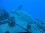 Hawaii Scuba divng 02