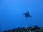 Hawaii Scuba divng 45