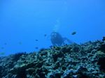 Hawaii Scuba divng 46