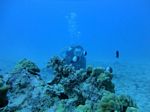 Hawaii Scuba divng 49