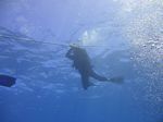 Hawaii Scuba divng 54