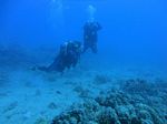 Hawaii Scuba divng 56