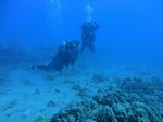 Hawaii Scuba divng 56