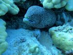 Hawaii Scuba divng 57