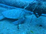 Hawaii Scuba divng 07