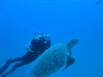 Hawaii Scuba divng 08