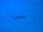 Hawaii Scuba divng 14