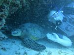 Hawaii Scuba divng 59