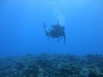 Hawaii Scuba divng 62